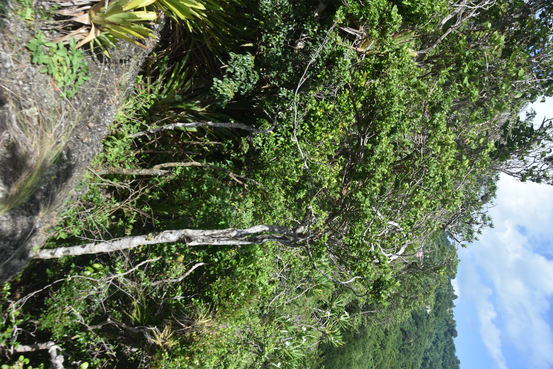 Guapira suborbiculata (Hemsl. ex Duss) Lundell - Photo Bivouac Naturaliste